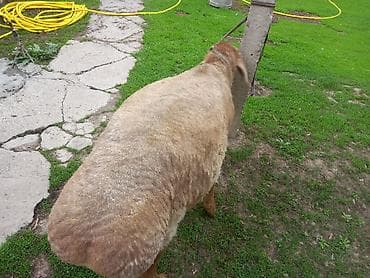 кунажын бишкек: Сатам | Кочкор (эркек) | Аргын, Арашан — 5