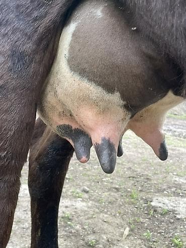 маточное молоко: Продаю | Корова (самка) | Абердин-ангус | Для молока | Привязанные — 9