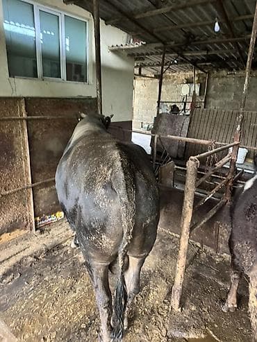 эрмен чоп: Сатам | Бука (эркек) | Бордоп семиртүү үчүн | Байланган — 2