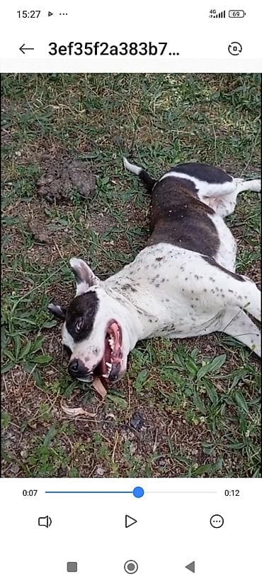 собака пидбул: Бесплатно Ассалом алекум питбуль сучка 2 жаш каманда понимает 80% — 3