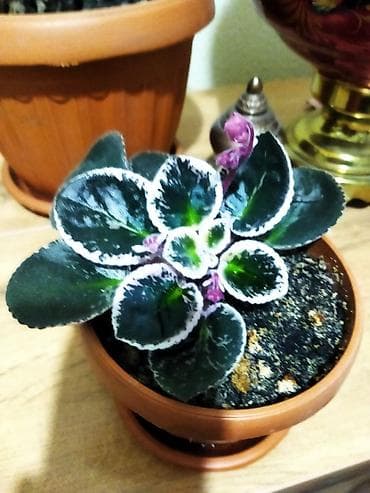 цветы красивые разное: Продаётся сортовые фиалки Идеальны для домашней коллекции — 3