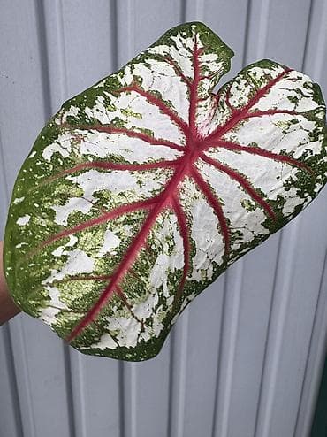 луковица: Каладиум (Caladium) декоративно-лиственный, сорт с крупными — 2