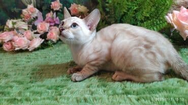 купить породистых котят: Шикарные бенгальские котята 3-4мес. Лучший подарок для любящего — 21