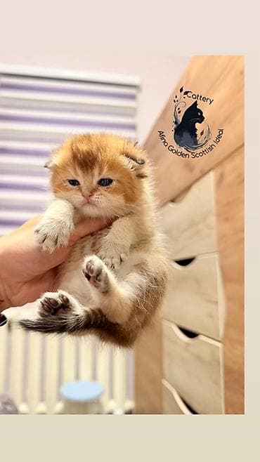 кошка бурма: Скотиш Фолд (Шотландская вислоухая), 1 месяц, Мальчик, Золотая шиншилла, Приучена к лотку, Проглистована, С документами — 9