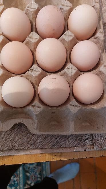 яйца инкубатор: Домашние куриные яйца Продам оплодотворённые яйца кур породы Адлер — 2