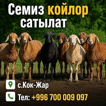 кармашка для барана: Продаю | Овца (самка), Ягненок, Баран (самец) | Гиссарская, Полукровка, Эдильбаевская | На забой | Кастрированные, Матка, Ярка — 1