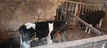 кормовая соль для животных: Продаю | Бык (самец) — 2