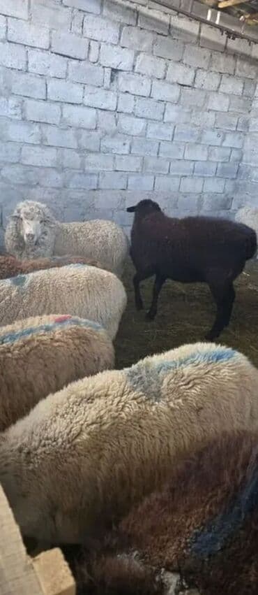 клетка для крыс: Продаю | Овца (самка) | Для разведения | Племенные — 2