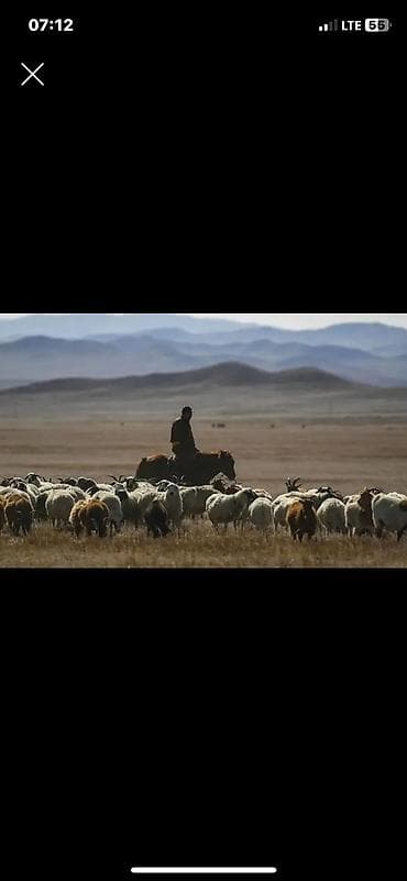Кой жайганга чабан керек