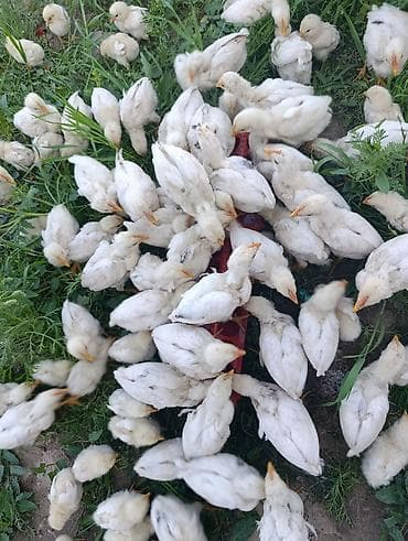 шерсть мериноса: Продаю | Цыплята | Хай-Лайн Соня Грей | На забой — 7