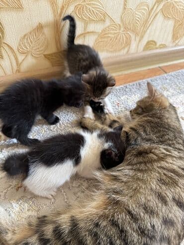 продам домик для кошки: Отдам в хорошие руки котят❗️ — 5