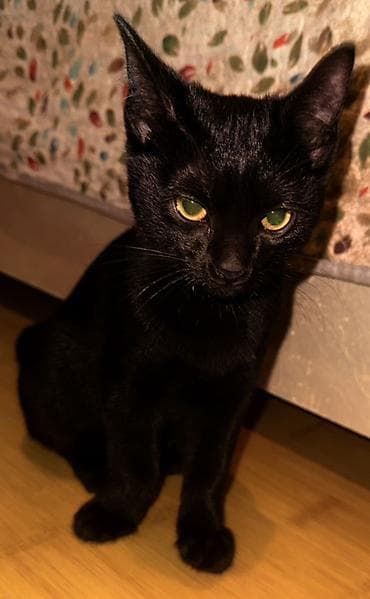 Мышык бекер берем: Мышык бекер берилет: Породасыз, 5 айлык, Ургаачы — 4