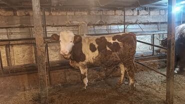 племенные коровы молочные купить: Продаю | Бык (самец) | Монбельярд | Для разведения, Для молока — 3