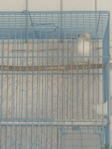 соль для животных: Продаю канарейку( самку). Возраст 2 года
Без клетки — 4