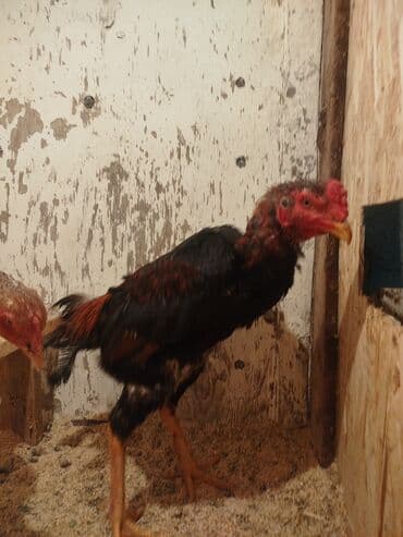 животные в добрые руки: Продоётся — 2