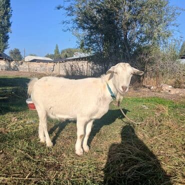 племенные коровы молочные купить: Продаю | Козёл (самец) | Для разведения — 1