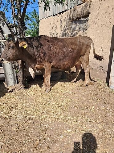 кой бишкек: Сатам | Уй (ургаачы) | Сүт алуу үчүн | Байланган — 6