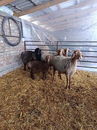корова самка: Продаю | Ягненок | Арашан | Для разведения | Матка — 1