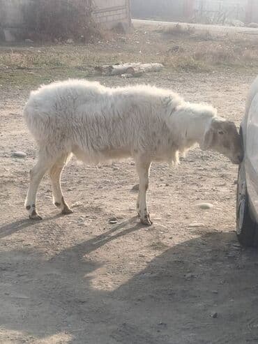 Аквариумдар: Сатам | Ургаачы кой (ургаачы) | Көбөйтүү үчүн | Ургаачы — 1