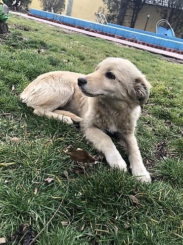 мопс собака: 6 месяцев, Самка — 10