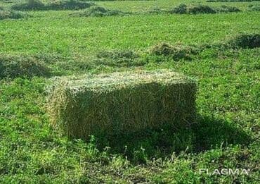 опрыскиватель садовый бишкек: Семена кормовых растений: Люцерна — 3