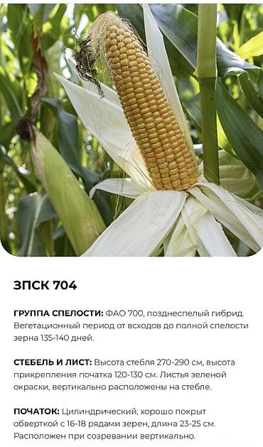 дордой моторс продукты: В продаже семена кукурузы BUDAN (БУДАН) ЗПСК 704 урожайность гибрида — 3