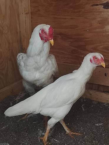 куплю курицу: Продаю | Куры | Для разведения — 5