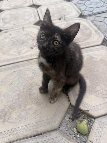 кошке: Котята из одного помёта - Возраст: 4 месяца - Окрас: несколько — 5