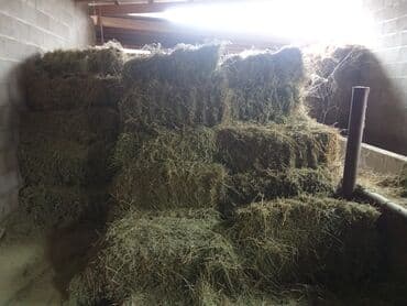 Грызуны: Сено в тюках (кирпичиках), хранится в крытом сухом помещении. Тюки — 2