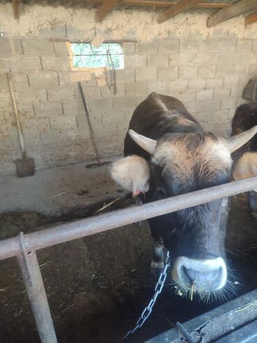 племенные коровы молочные купить: Продаю | Бык (самец) | На откорм | Привязанные — 1