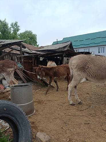 Ослы (молодняк и взрослые), домашнее разведение 6 штук Описание: - at lalafo.kg Ослы (молодняк и взрослые), домашнее разведение 6 штук Описание: -