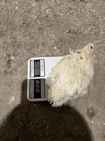 гесарские бараны: Продается инкубационные яйца перепелок. Порода - Техас утяжеленный. 8 — 5