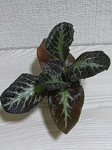 Упаковочные товары: Эписции 10 сортов. Крупные детки, некоторые с бутонами. Цветут — 7