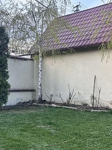 порода бука: Саженцы — 1