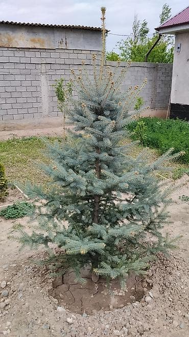 Үй жана бакча: Срочно срочно продаю. Туи и голубая ель для ландшафтного оформления - — 2