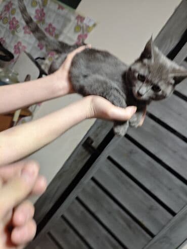 купить белую кошку: Продаются котята 3 — 3