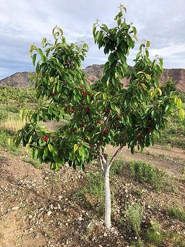 куплю поля: 400 соток, Для сельского хозяйства, Красная книга — 7
