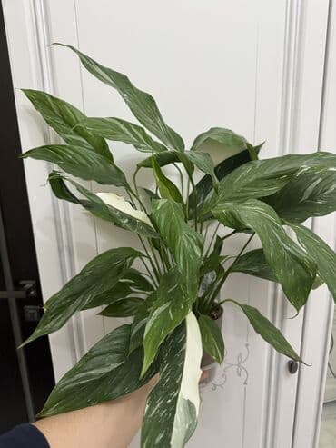 купить комнатные цветы недорого: Пальмы(Хомедория),замиокулькасы(доллар) Зензи,черный доллар,зеленый — 9