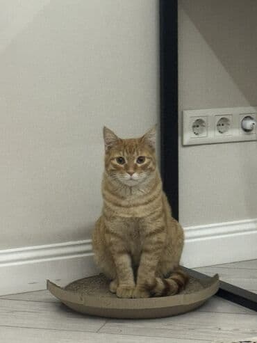 шотландская коричневая кошка: Кошка даром: Беспородная, 10 месяцев, Мальчик, Приучена к лотку — 2
