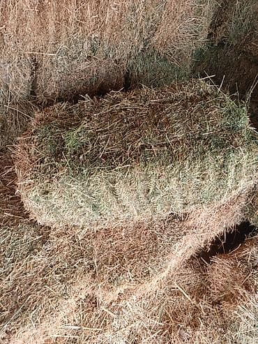 дом кролика: Сено/люцерна в тюках. - Прессованные прямоугольные тюки, плотные — 4