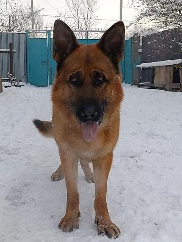 овчарка талас: Ит кууту: Немис овчаркасы, Эркек, 2 жаш, Эмделген, Ит тегин тастыктоочу документ — 5