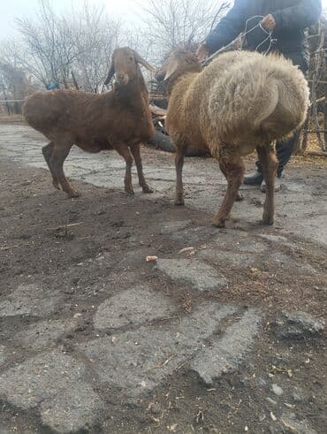 купить собаку шпица недорого: Продаю | Баран (самец) | Для разведения | Матка — 10