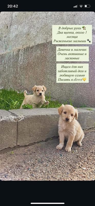 овчарка собака: Щеночки полулабрадор+дворняжки. 2 месяца. Отдам даром в добрые руки — 1
