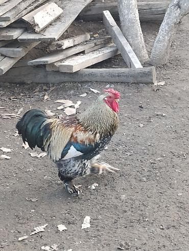 Продаю петушков 1 большой за 1500 сом те 3 молодые петушки по 1000 сом