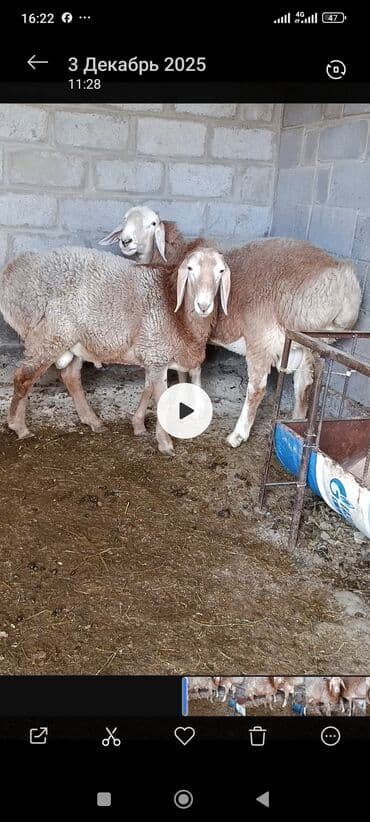 шотландская вислоухая кошка цена бишкек: Продаю | Овца (самка) | Арашан | Для разведения — 1