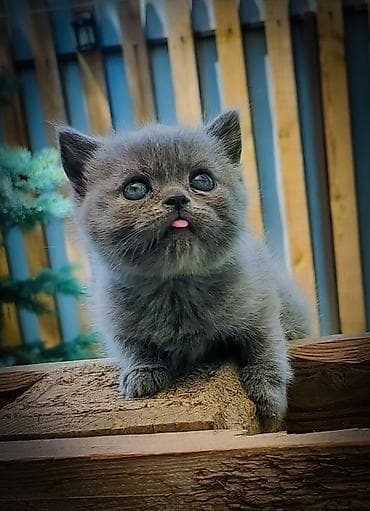 бесплатно отдам машину: -! ШОТЛАНДСКИЕ ПОРОДИСТЫЕ КОТЯТА ! — 3