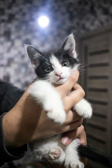 африканские сом малек: Кошка даром: Беспородная, 1 месяц, Мальчик, Метис — 4