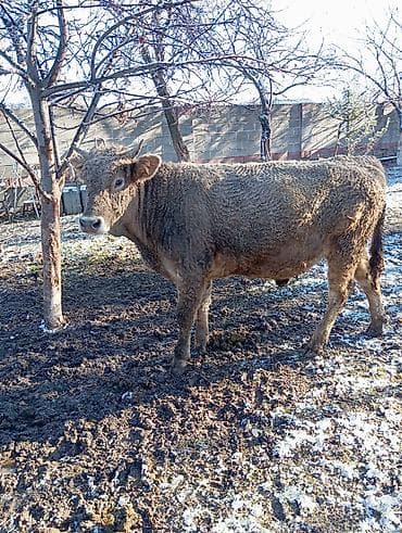 ящик сатылат: Сатам | Бука (эркек) | Аргын | Бордоп семиртүү үчүн | Асыл тукумдуу — 1