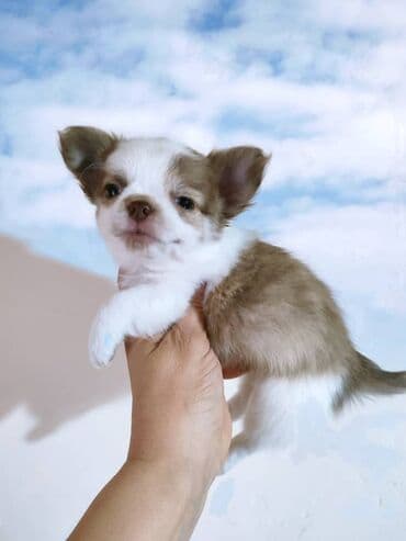 купить чихуахуа девочку: Чихуахуа, 2 месяца, Самец, С родословной — 3