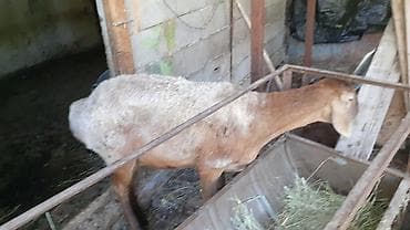 Продаю | Коза (самка) | Для разведения